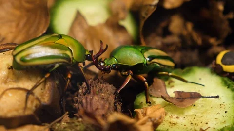 Close up of two rose chafer, goldsmith beetle, Scarab  Stock Footage 121850764