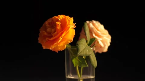 Close Up of Two Roses in Vase with Black Background Video stock 309978936