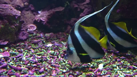 Close up of two saltwater angelfish Stock Footage 251716360