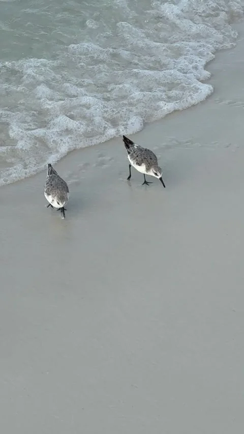 Close up of two sandpipers, poking the sand on the beach in Carrabelle Beach Stock Footage 317553023