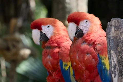 Close Up Two Scarlet Macaws Sitting Side by Side with Vibrant Plumage Stock Photos