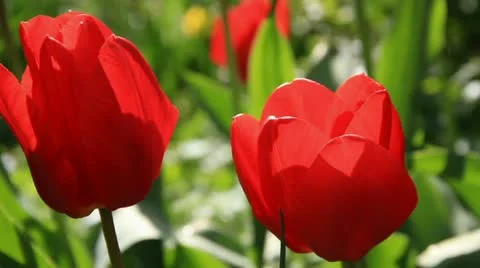 Close-up two scarlet tulip buds swinging on the wind Stock Footage 10844020