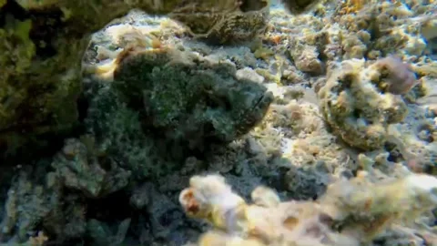 Close-Up of Two Scorpionfish Hiding Under Separate Rocks, Marsa Alam, Egypt Stockbeeldmateriaal 343299080