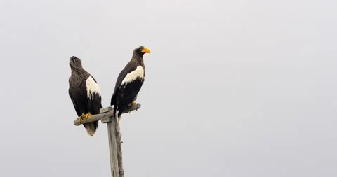 Close-up of two sea eagle birds sitting on wooden pole against white sky. Stock Footage 166691690