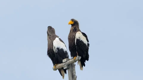 Close-up of two sea eagle birds sitting on wooden pole against blue sky. Stock Footage 231218333