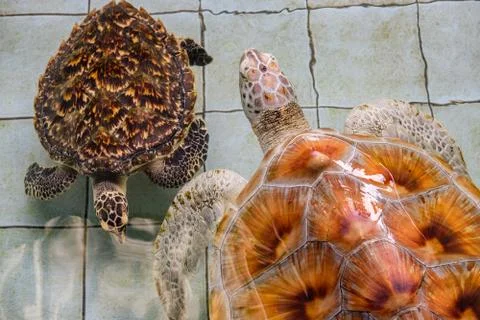Close up. Two Sea turtles which different species are swimming in the pond. Foto stock