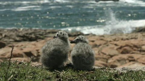 Close up of two seagull chicks Stock Footage 59141967