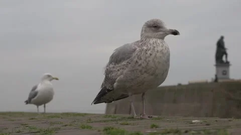 Close up two seagulls Video stock 10580146
