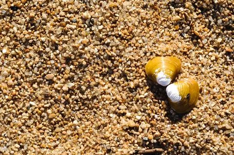 Close-up of two seashells on a sandy shore, showcasing nature's beauty Foto stock
