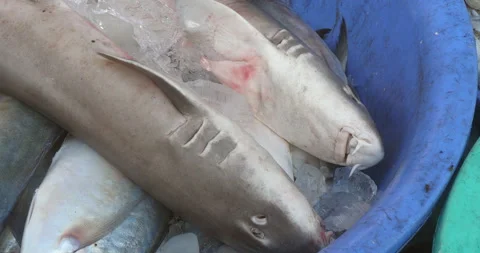 Close up of two sharks in a blue plastic basin filled with ice and fish  Stock Footage 276261065