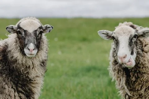 Close up of two sheep on a background of green grass looking at the camera. Stock Photos