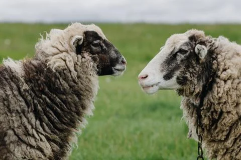 Close up of two sheep looking at each other on a background of green grass Stock Photos