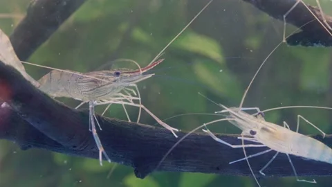Close up of two shrimp stand still on branch tree in water. Vídeos de archivo 197420743