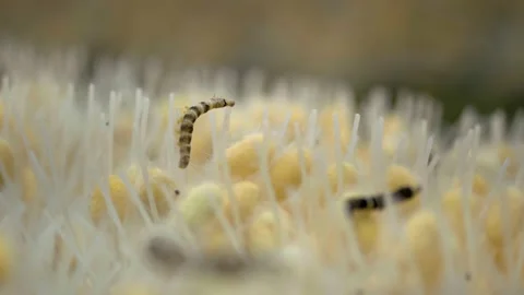 Close Up Of Two Silkworm In A Farm Video stock 173273928