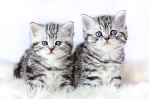 Close up two silver tabby kittens on fur Stock Photos