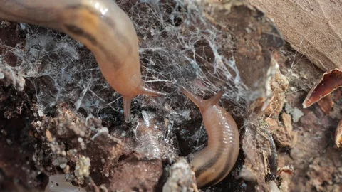 Close up of two slugs crawling towards each other 스톡 동영상 128716616