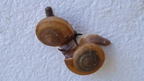 Close up of two smails Stock Footage 141501228