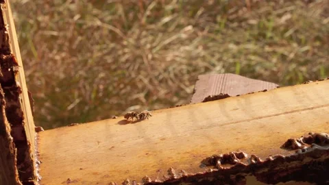 Close-up of two small bees interacting with each other. 스톡 동영상 166788943