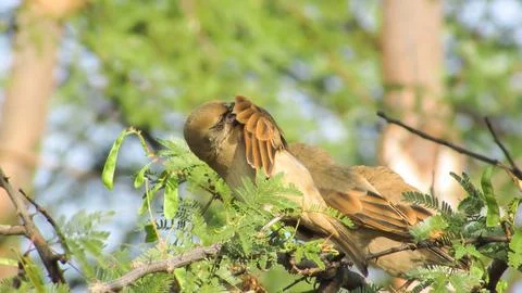 Close-up of two small brown birds interacting on a thorny green branch, pos.. Foto stock