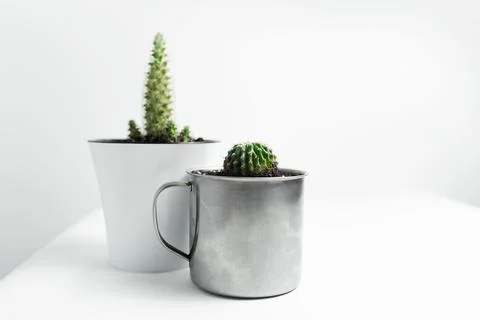 Close-up of two small cactus in pots on white background. Stock Photos
