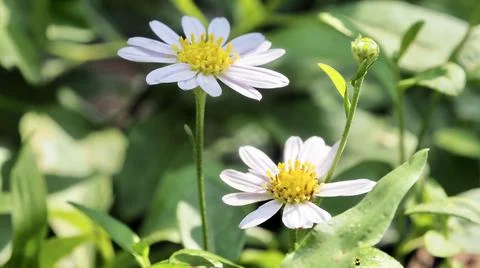 Close-up of two small daisies Stock Photos