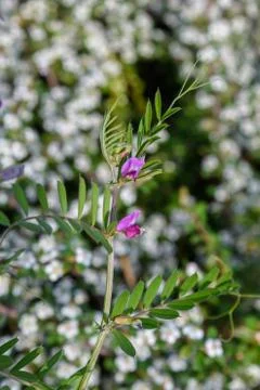 Close up of two small delicate pink blue flowers of black sown black peas Vicia Stock Photos