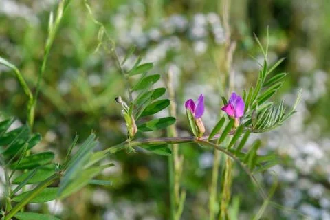 Close up of two small delicate pink blue flowers of black sown black peas Vicia Foto stock