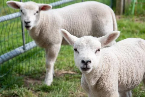 Close up A two small lamb in a pasture of sheep looking curious at the camera Stock Photos