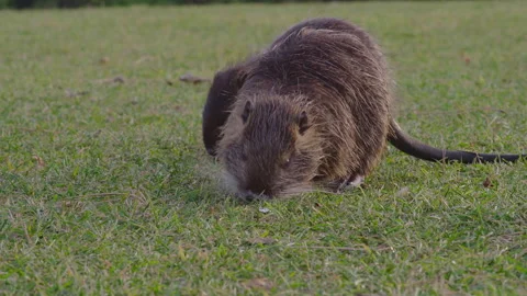 Close-up, two small nutria eating green grass in a clearing in the park Stock Footage 201892247