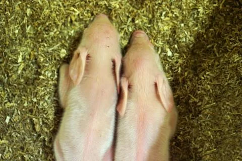 Close up of two small white piglets resting in the stalls at a farm. Stock Photos