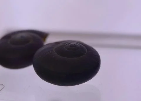 Close-up of two smooth, dark brown spiral snail shells resting Stock Photos