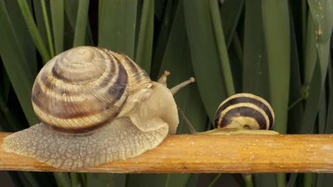 Close-up of two Snails crawling on a branch on background of green leaves Stock Footage 194986081