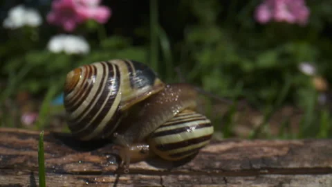 Close up of two snails crawling on each other. Stock Footage 132002814