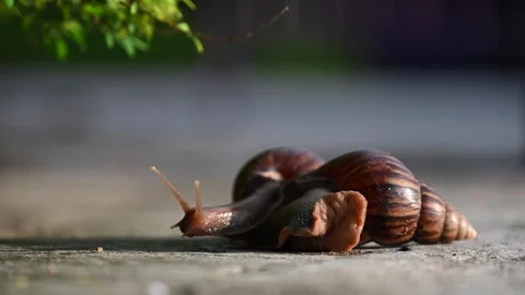 Close-up of two snails crawling on each other Stock Footage 320224843