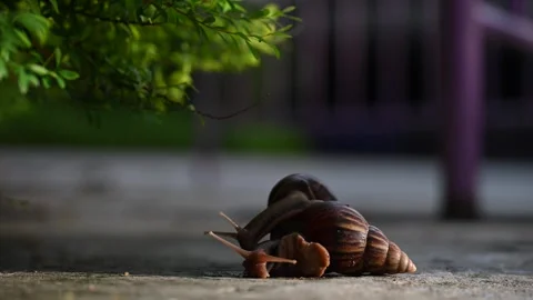 Close-up of two snails crawling on each other Stock Footage 320224873