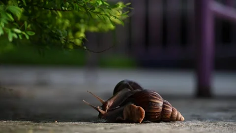 Close-up of two snails crawling on each other Stock Footage 320224902