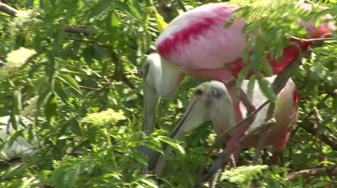 Close on two Spoonbills build a nest Stock-Footage 41719588