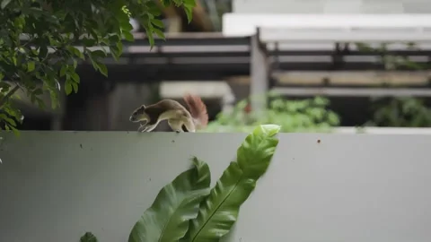Close-up of two squirrels running on a branch. Stock Footage 319076451