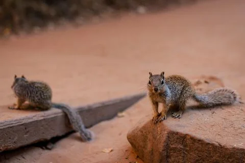 Close up of two squirrels standing on sandy stone and looking to camera in Zi Stock Photos