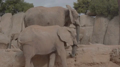 A close up of two standing elephants. Stockbeeldmateriaal 98378358
