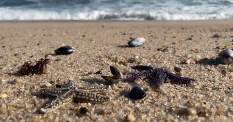 Close up of two star fish on the sandy beach with sea shells. Slow motion Stock Footage 146674619