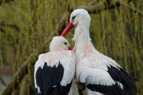 Close-Up of Two Storks in Nature Stock Photos