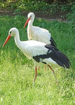 Close-up of two storks Stock Photos