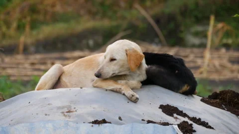 Close up of Two Stray Dogs resting and nodding off in a shade on a field Stock Footage 258635259