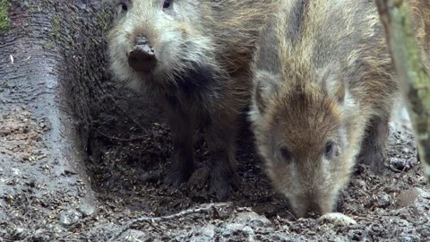 Close-up of two striped wild boar piglets foraging in the forest. Stock Footage 289395273