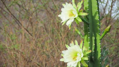 Close-up of two stunning white Mandacaru cactus flowers and buds against a .. Stock Photos