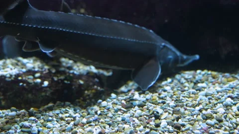 Close up of two sturgeon fish Stock Footage 233786227