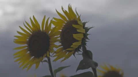 Close-up of Two Sunflowers Swaying in Breeze under Cloudy Sky Stock Footage 344967648