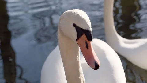 Close up from two swans looking into the camera in a lake at sunrise. Stock Footage 103515488
