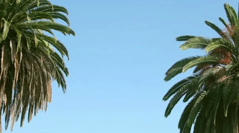 Close up two swaying palms tree against the blue sky Stock Footage 55339239